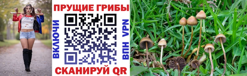 Псилоцибиновые грибы Psilocybe  Протвино 